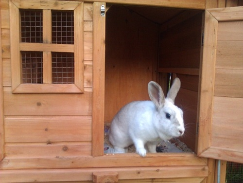 Lacey, female rabbit, Tyne and Wear Lacey3