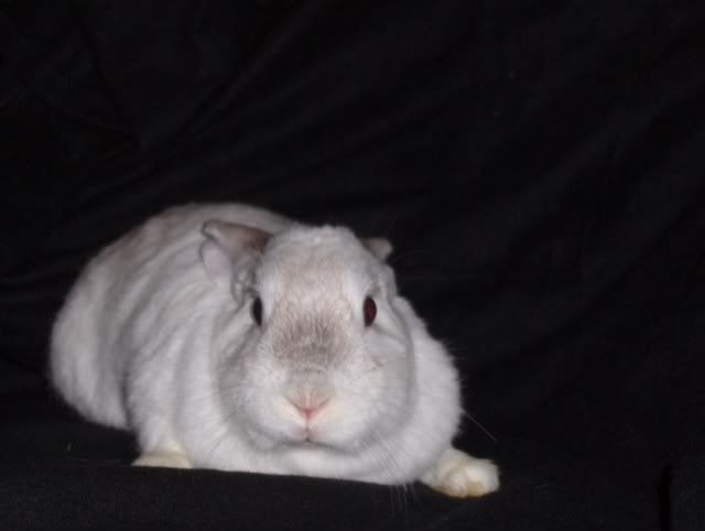 Lily, female rabbit, Tyne and Wear Lily-1