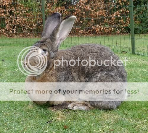 Molly, female rabbit, Tyne and Wear Molly