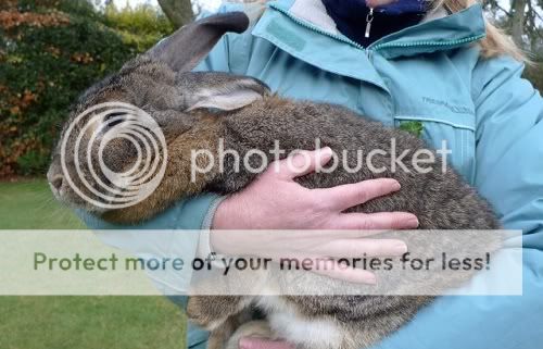 Molly, female rabbit, Tyne and Wear Molly2