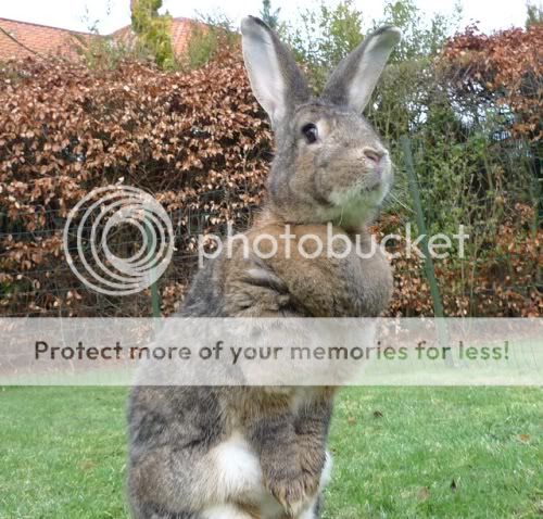 Molly, female rabbit, Tyne and Wear Molly3