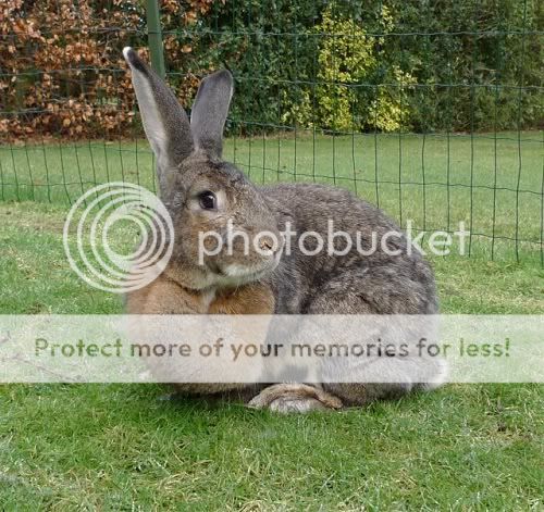 Molly, female rabbit, Tyne and Wear Molly4