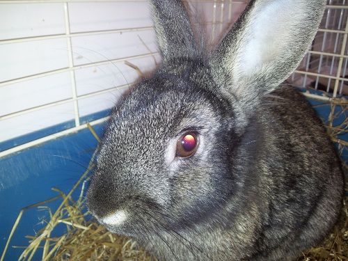 Morris, male rabbit, Tyne and Wear Morris