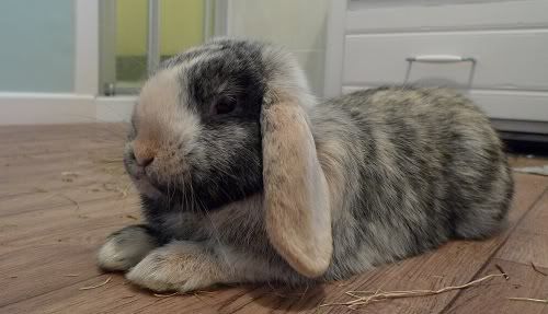 Mr Smudge, male rabbit, Tyne and Wear Mrsmudge