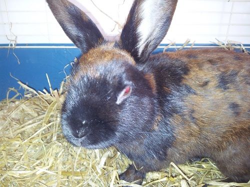 Muffin, male rabbit, Tyne and Wear Muffin