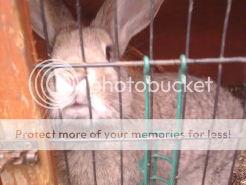 Pepper, female rabbit, Tyne and Wear Pepper