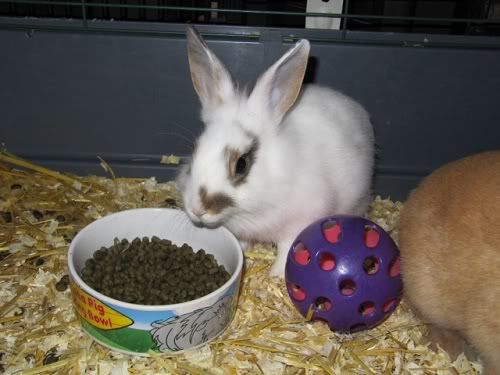 Pip, female rabbit, Tyne and Wear Pip