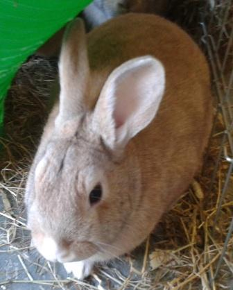 Pixie, female rabbit, Tyne and Wear Pixie