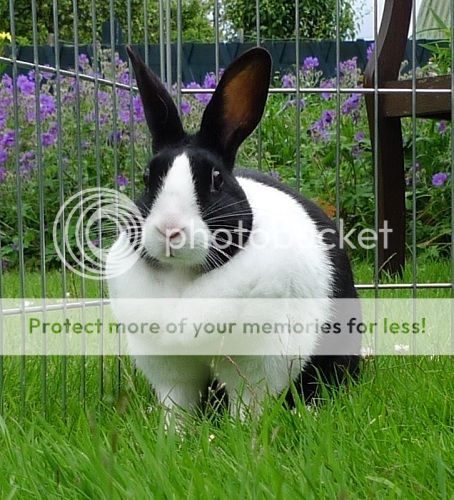 Polly, female rabbit, Tyne and Wear Polly