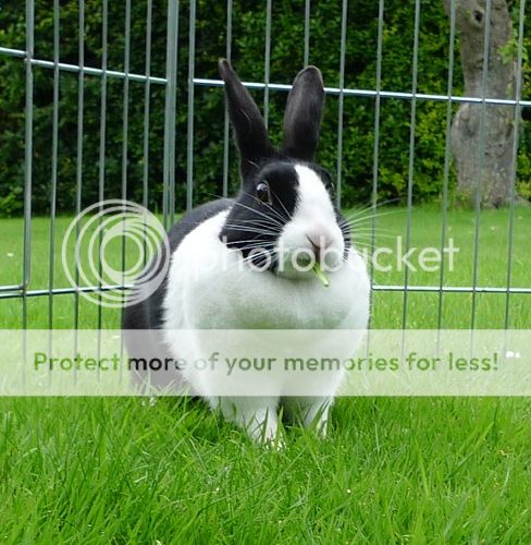 Polly, female rabbit, Tyne and Wear Polly2