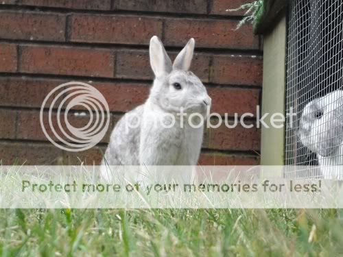 Poppy, female rabbit, Tyne and Wear Poppy5