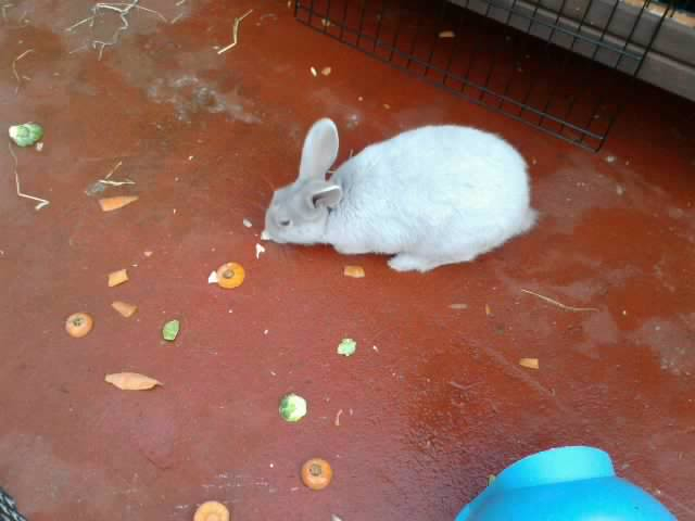 Reggie, male rabbit, Tyne and Wear Reggie