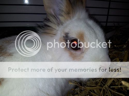 Keith (was Sandy), male bunny, Tyne and Wear Sandy