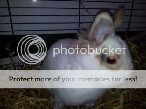 Keith (was Sandy), male bunny, Tyne and Wear Sandy1