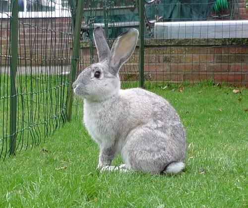 Skippy, male rabbit, Tyne and Wear Skippy1