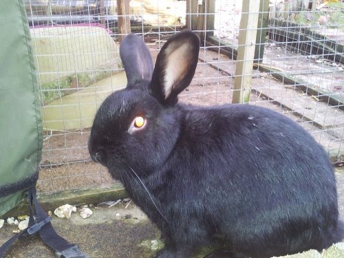 Stanley, male rabbit, Tyne and Wear Stanley_zps45107f87