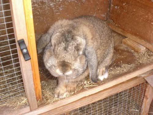 Sweep, male rabbit, Tyne and Wear Sweep