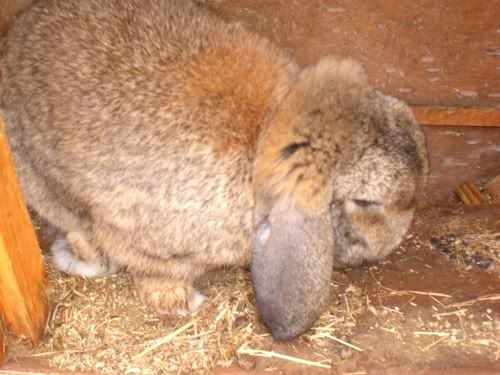 Sweep, male rabbit, Tyne and Wear Sweep2