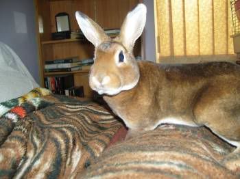 Timmy, male rabbit, Tyne and Wear Timmy