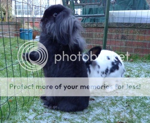 Jack and Vera, bonded pair, Tyne and Wear Vera2