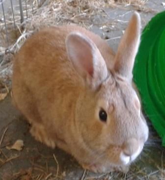 Willow, female rabbit, Tyne and Wear - bonded with Lola Willow