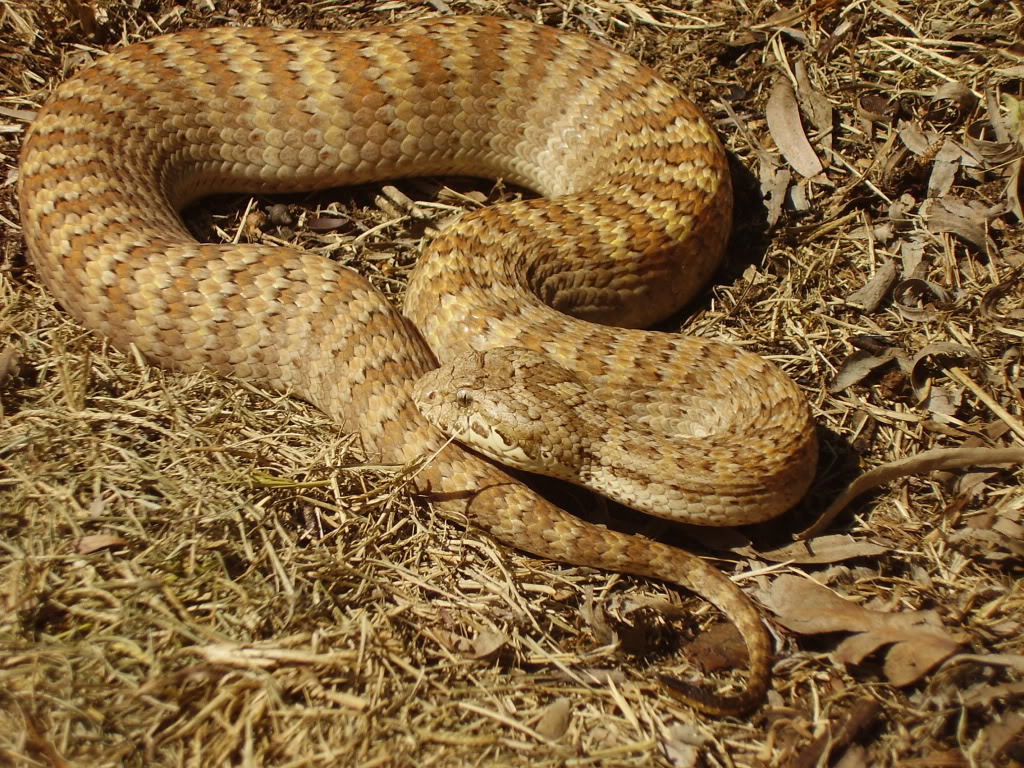 Acanthophis hawkei - backyard shots Barkly-F2