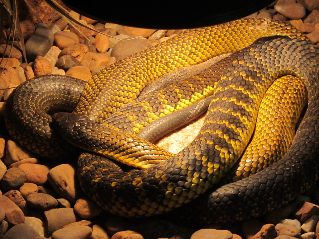 Notechis scutatus - South-West Western Australia Tigers-bandedandgold