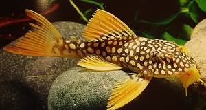 Scobinancistrus aureatus Sunshine pleco L-014 Scobinancistrus_aureatus