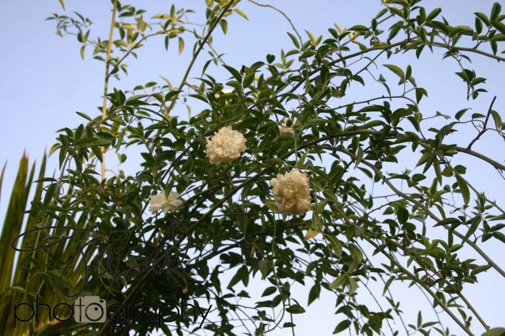 மீனு தரும்  ரோஜா மலர்கள் உங்களுக்காக... IMG_3824