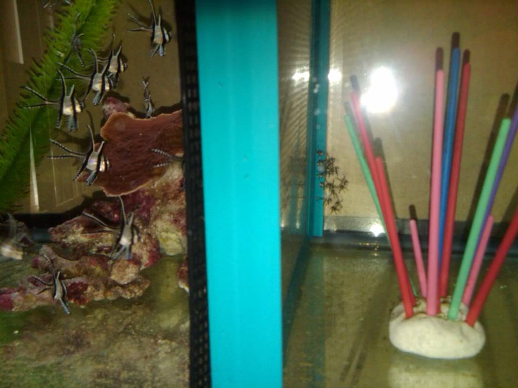 My banggai Breeding Article..LONG READ, PICS and VIDS 1monthvs1day