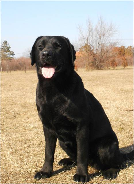 Labrador retriver-Aurora (Ejmi) DSCN3010