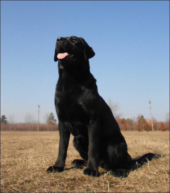 Labrador retriver-Aurora (Ejmi) DSCN3015