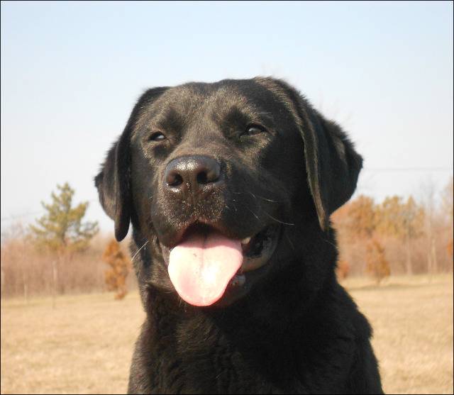 Labrador retriver-Aurora (Ejmi) DSCN3019