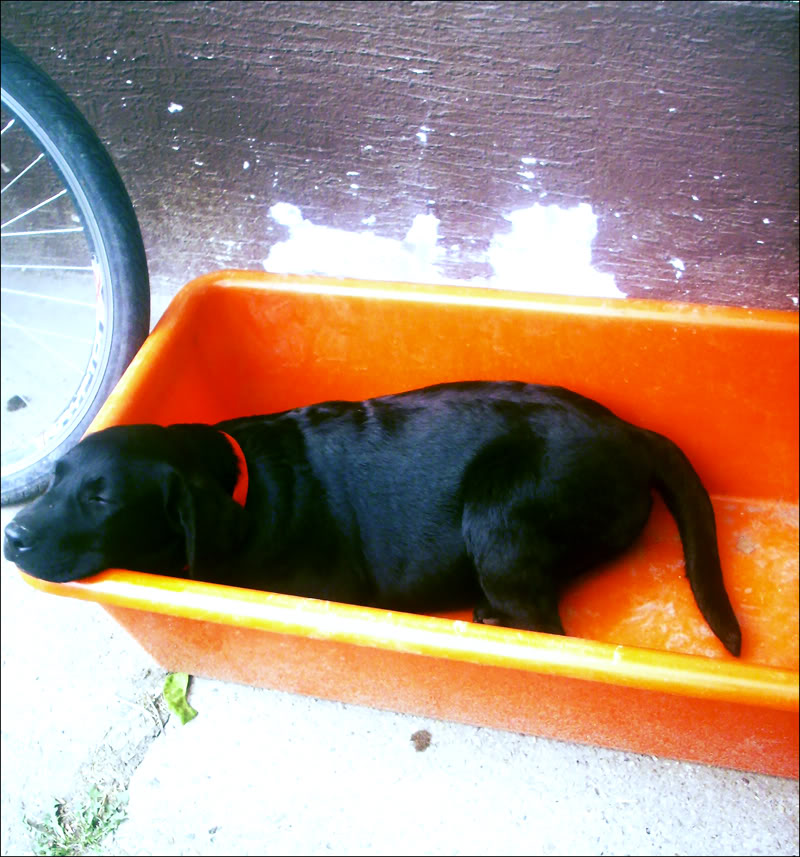 Labrador retriver-Aurora (Ejmi) Kupaseikadanemavode