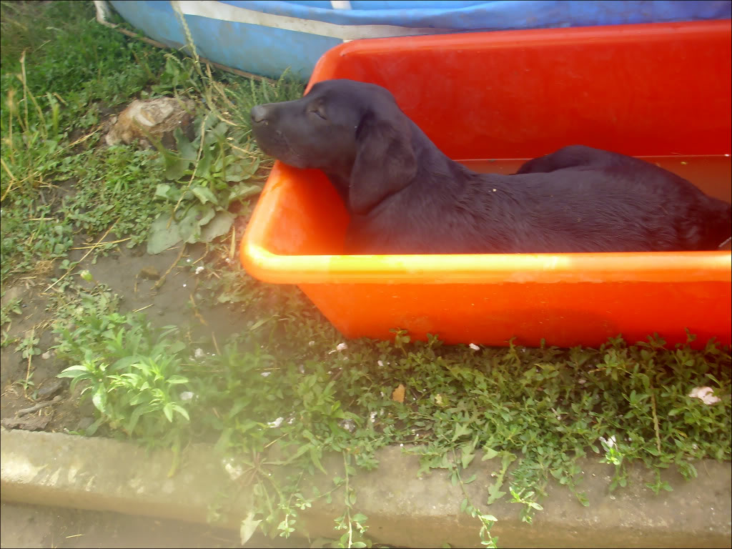 Labrador retriver-Aurora (Ejmi) Lenjost