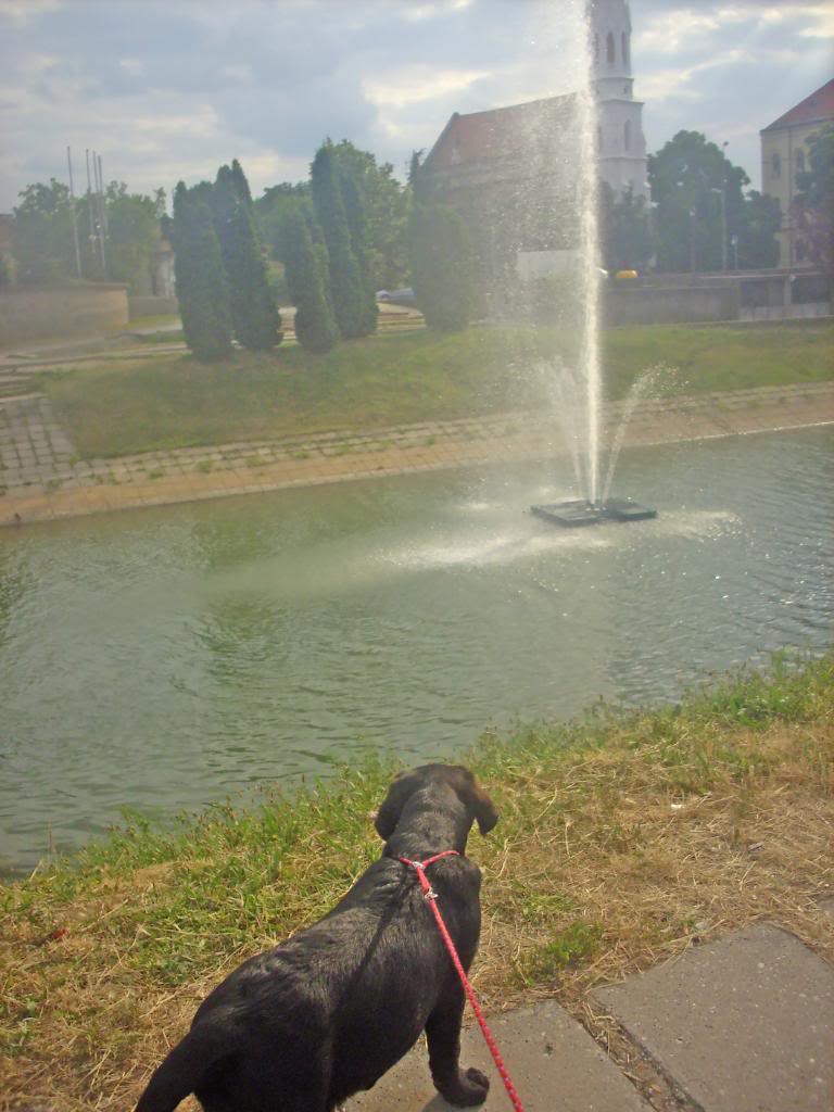 Labrador retriver-Aurora (Ejmi) Videla-sam-vodu