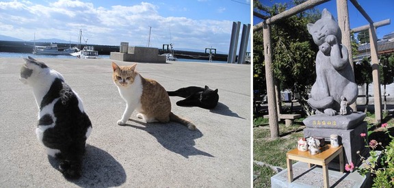 [Neko Cafe] 14 Đảo dành cho những người yêu mèo của Nhật Bản 01c83928-s