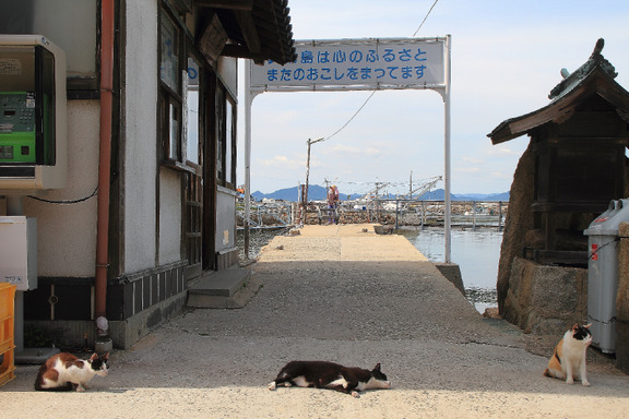 [Neko Cafe] 14 Đảo dành cho những người yêu mèo của Nhật Bản 13552953-s