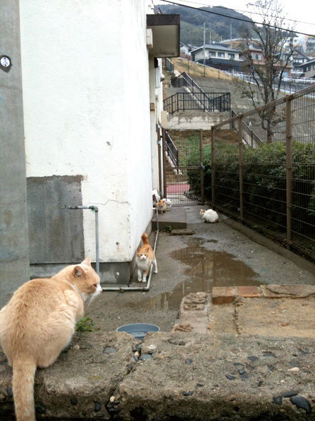 [Neko Cafe] 14 Đảo dành cho những người yêu mèo của Nhật Bản 232d4075