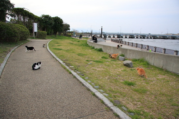 [Neko Cafe] 14 Đảo dành cho những người yêu mèo của Nhật Bản 43cefb94-s