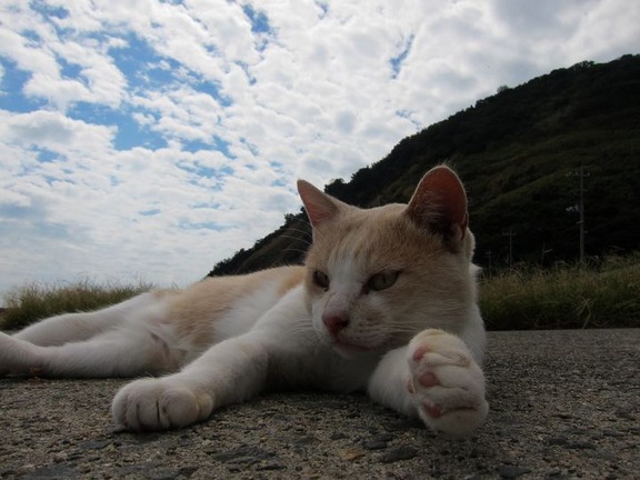 [Neko Cafe] 14 Đảo dành cho những người yêu mèo của Nhật Bản 5318b367-s
