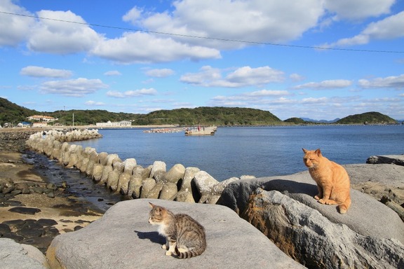 [Neko Cafe] 14 Đảo dành cho những người yêu mèo của Nhật Bản 80c77003-s
