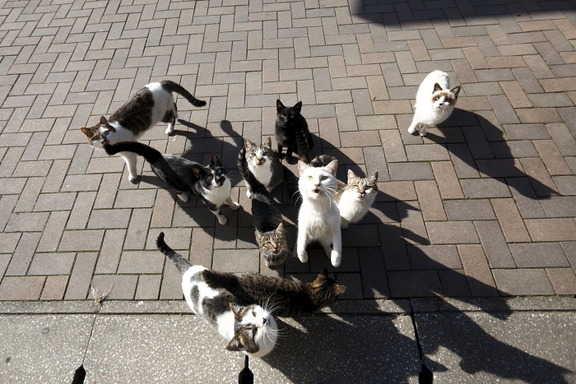 [Neko Cafe] 14 Đảo dành cho những người yêu mèo của Nhật Bản Cfbcad6f-s