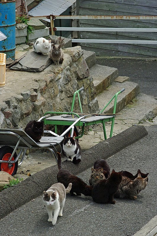 [Neko Cafe] Đảo Tashirojima - Vương quốc của loài mèo Dao-meo-23