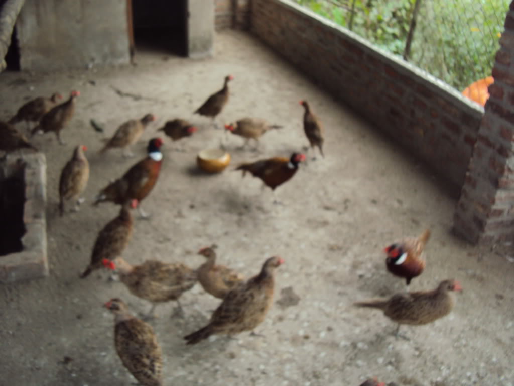 Bán chim trĩ xanh, chim trĩ đỏ cho quý khách hàng ở Hà Giang (Lh: 0988182266)  DSC07396