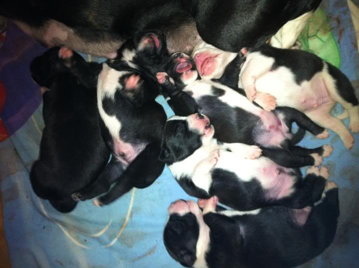 13 Day old Beau.... Fullpuppies