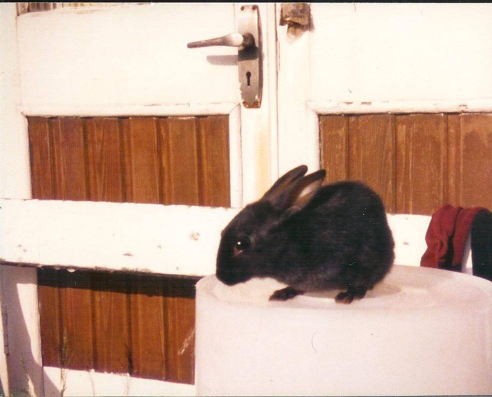 Mum & Her Old Rabbits 030