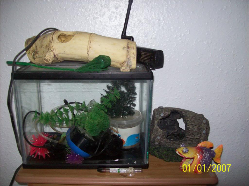 fish tank and accessories( for sale ) 103_0138_zps582fa439