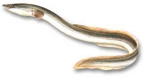 my freind the eels Eels-1
