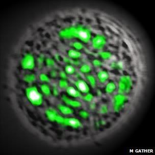 Células vivas capaces de emitir láser. Bionic_lasercellslive12